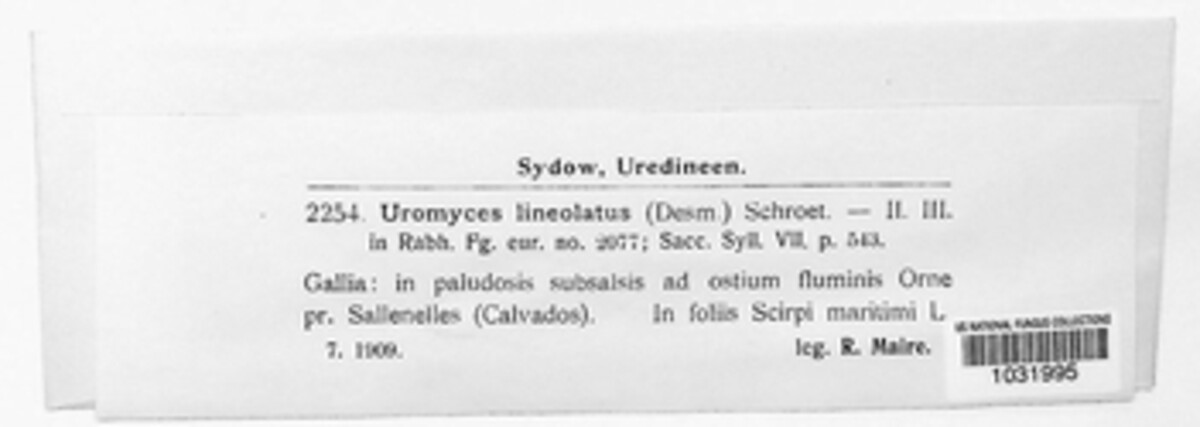Uromyces lineolatus image